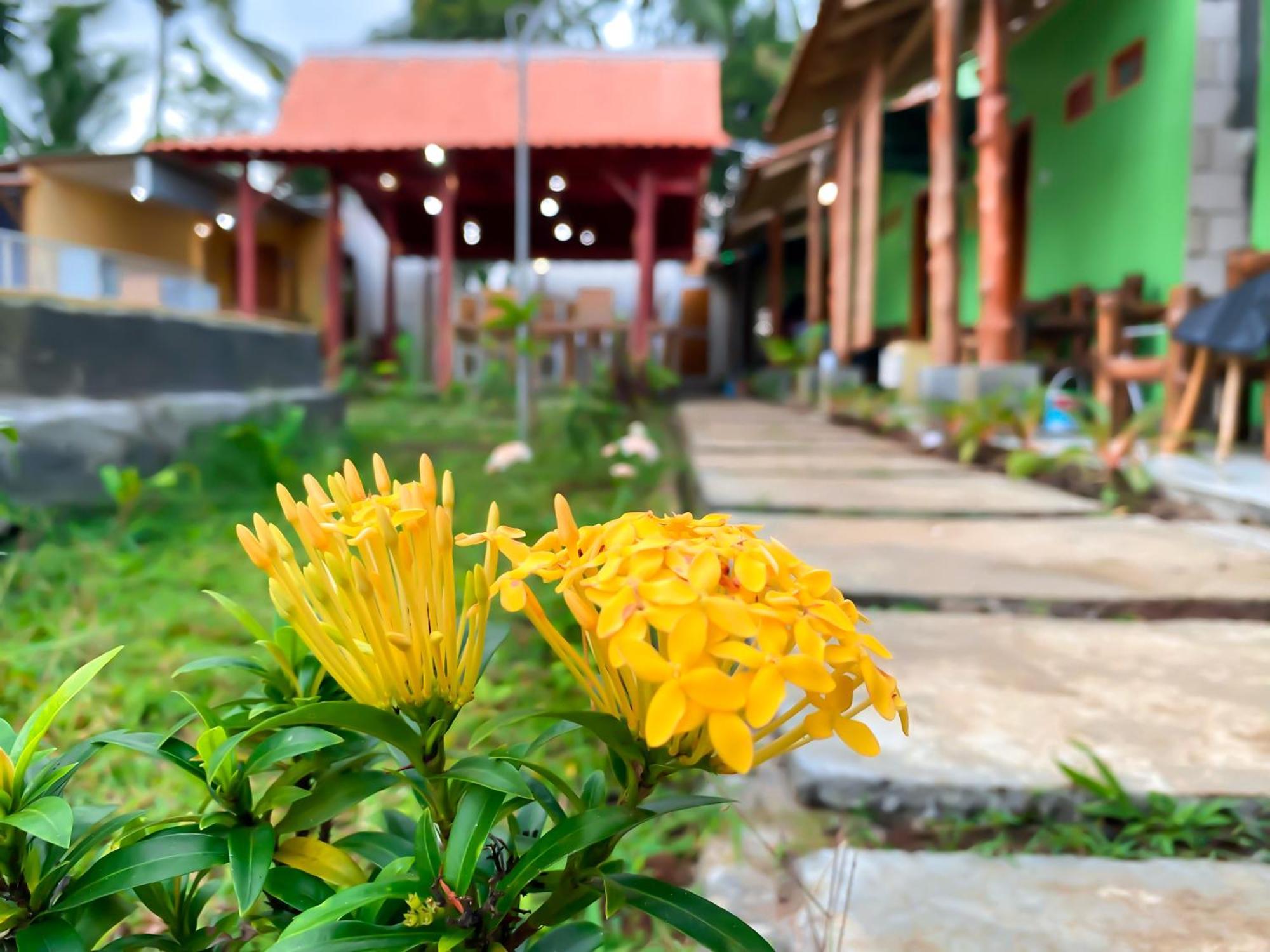 Wooden Kemiren Homestay Banyuwangi Banyuwangi  Bagian luar foto